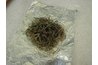 Use Moist Sphagnum Moss