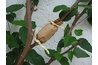 Secure With Brown Paper
