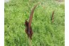 A Konjac plant in the wild.