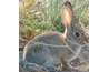 Wild rabbits like the Eastern cottontail are immune.