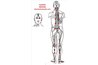 Bladder meridian