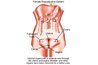 Female Reproductive System