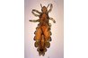 Head Louse (Public Domain, Wiki Commons)