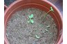 Open a greenhouse as a rural home-based business.