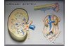Urinary System