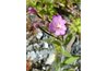 Epilobium parviflorum