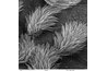 Scanning electron microscope image of cilia in lungs (public domain)