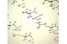 Amino Acids build protein