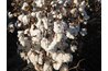 Cotton plant