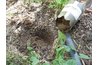 The dirt is held in the tube by a plug of top soil.