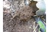 Use the soil in the tube to cover the bulb.