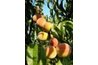 Peaches on the tree