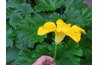 Male Zucchini Flower