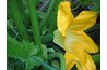 Female Zucchini Flower
