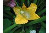 Hand Pollinating a Zucchini Flower