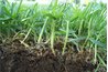 Too little thatch exposes tender roots.