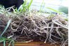 Too much thatch strangles roots.