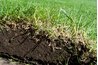 Dethatching should remove dense thatch but should not cut into roots.
