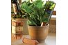 Plant Nanny for Wine Bottles