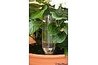 Potted Plant with Plastic Bottle