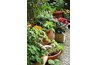 Potted Plants