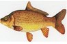 Illustration from http://gf.nd.gov/fishing/ans-animals.html