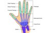 Bone spurs in the arm or wrist usually occur from overactivity. Baseball pitchers, tennis players and golfers are most prone to this condition.