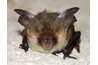 Commercial devices using ultrasound have not been shown to repel pests including bats.