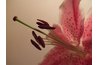 Stamina and anthers (sides) with pistil and stigma (center).