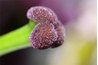 Close-up of pistil and stigma.