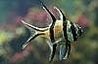 Clean Aquarium Glass