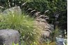 Fountain grass. aehack (http://www.flickr.com/photos/aehack/1451559888/)