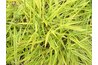 Ornamental grass. nordique. (http://www.flickr.com/photos/nordique/467851164/)