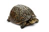 http://en.wikipedia.org/wiki/File:Florida_Box_Turtle_Digon3.jpg