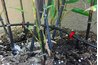 Small-diameter tubing, multiple emitters on stakes