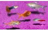A group of common freshwater fish (www.photos.com)