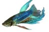 Lustrous and colorful, Bettas are often underappreciated as community fish (www.photos.com).