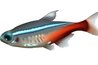 Neon Tetras are beautiful, hardy, and energetic (www.photos.com).