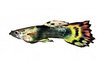 Even common guppies can have gorgeous bushy tails (www.photos.com).