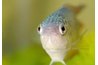 A Gourami makes a nice addition for a moderately skilled aquarist (www.photos.com).