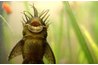 An exotic pleco feeds off rogue algae (www.photos.com).