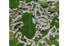Silkworms eating mulberry leaves. Magnus Lewan: commons.wikimedia.org