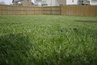Green Lawn