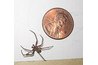 A small spider with a big bite.
