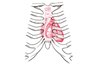 Place probe between ribs to see the heart underneath.