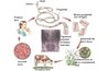 Dwarf tapeworm life cycle.