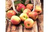 Apple cider vinegar is made from apples.