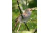 The Nightingale: Today's Japanese Beauty Secret