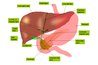 Human Liver by Jiju Kurian Punnoose: Wikipedia.com