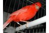 Diet makes this canary red.